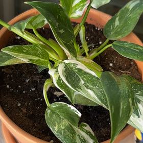 Photo of the plant species White Knight Philodendron by @LovingHautree40 named Sigmund on Greg, the plant care app