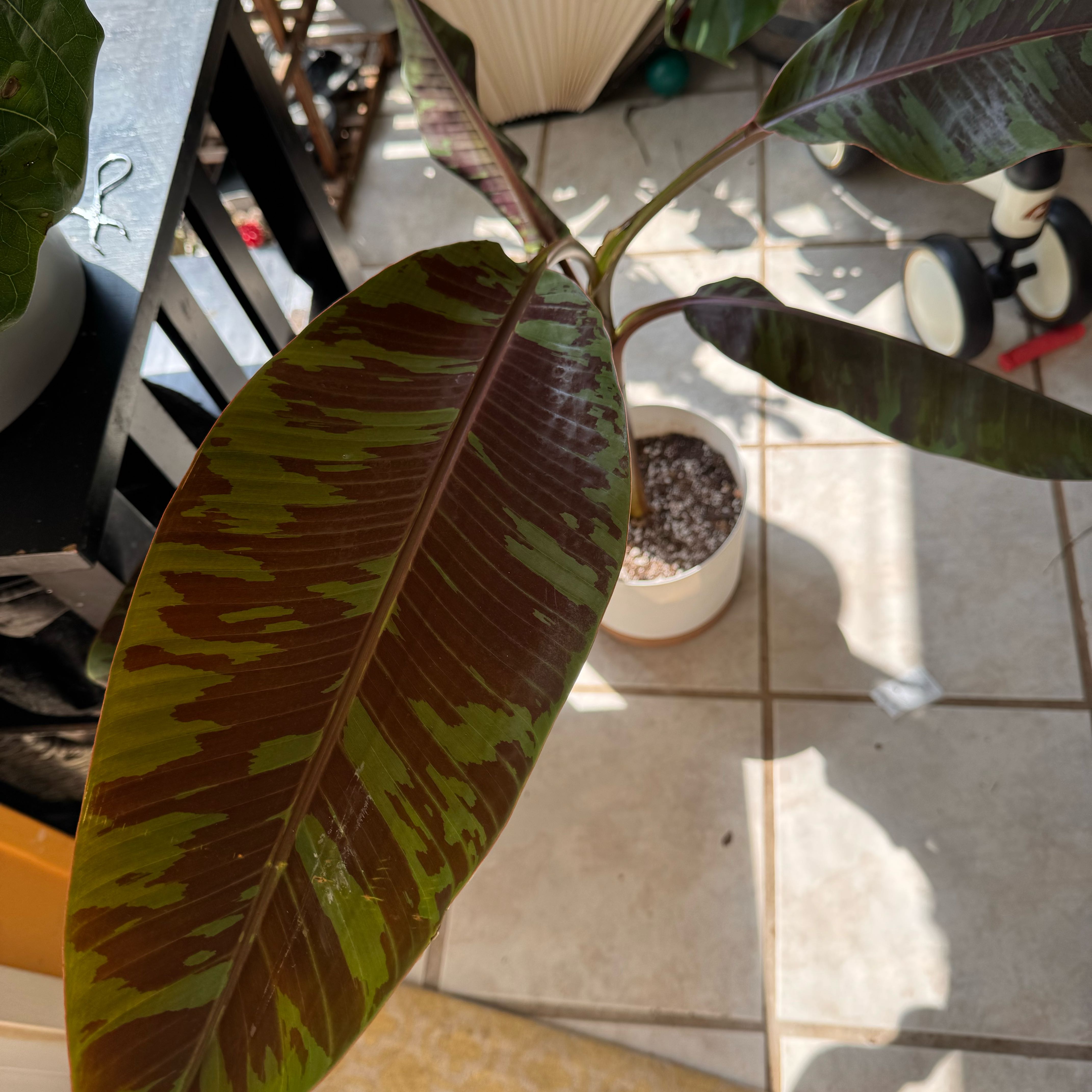 Photo of the plant species Blood Banana by @CuteLuronium63 named Nemo on Greg, the plant care app