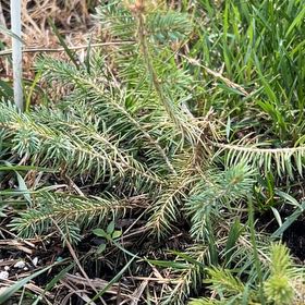 Photo of the plant species Sitka Spruce by @BriskCat named Rihanna on Greg, the plant care app