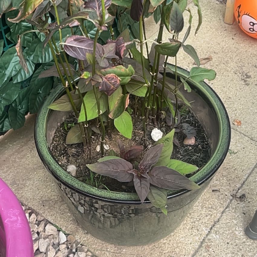 Photo of the plant species Fringed Loosestrife by @BestBagpod8 named Surya on Greg, the plant care app