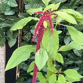 Photo of the plant species Kiwicha by @BestBagpod8 named Normani on Greg, the plant care app