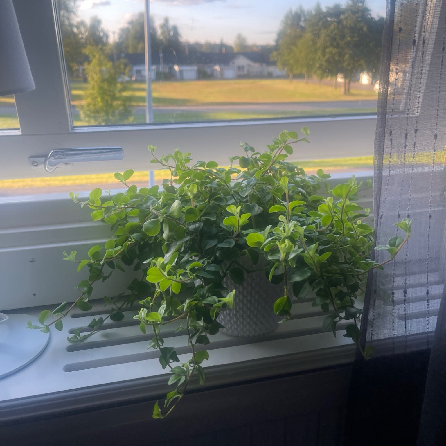 Photo of the plant species Peperomia deppeana by @IdealRedfir8 named Naomi on Greg, the plant care app