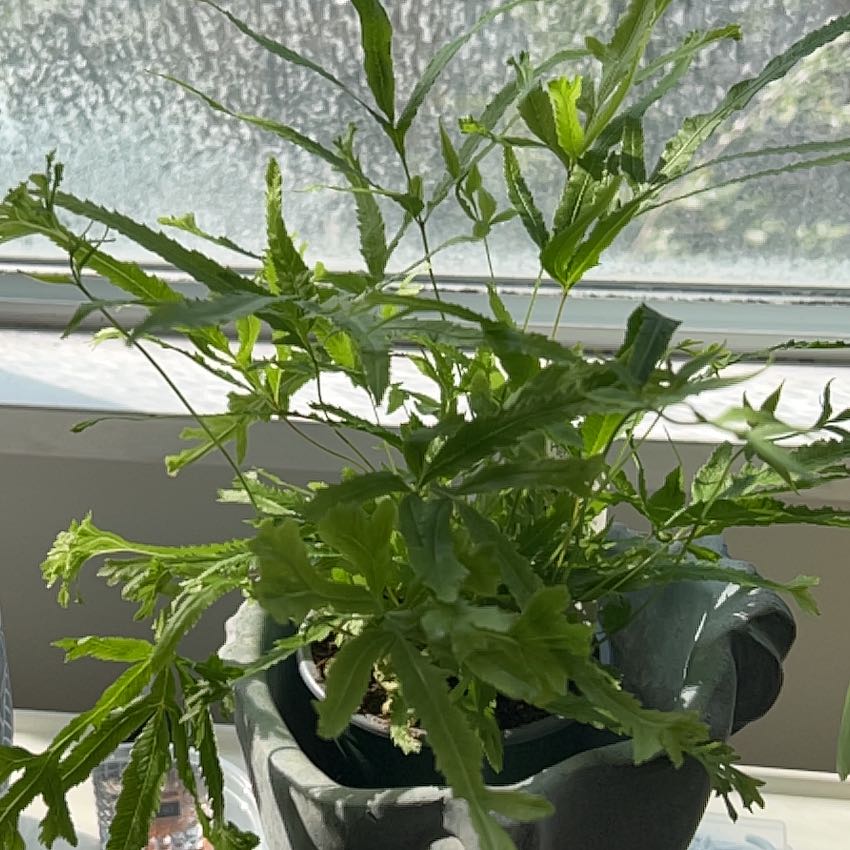 Photo of the plant species Pteris Fern by @FloraCroft named Mollie on Greg, the plant care app