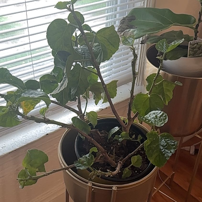 Photo of the plant species Variegated Red Hot Hibiscus by @TryGuayule22 named Sanders on Greg, the plant care app