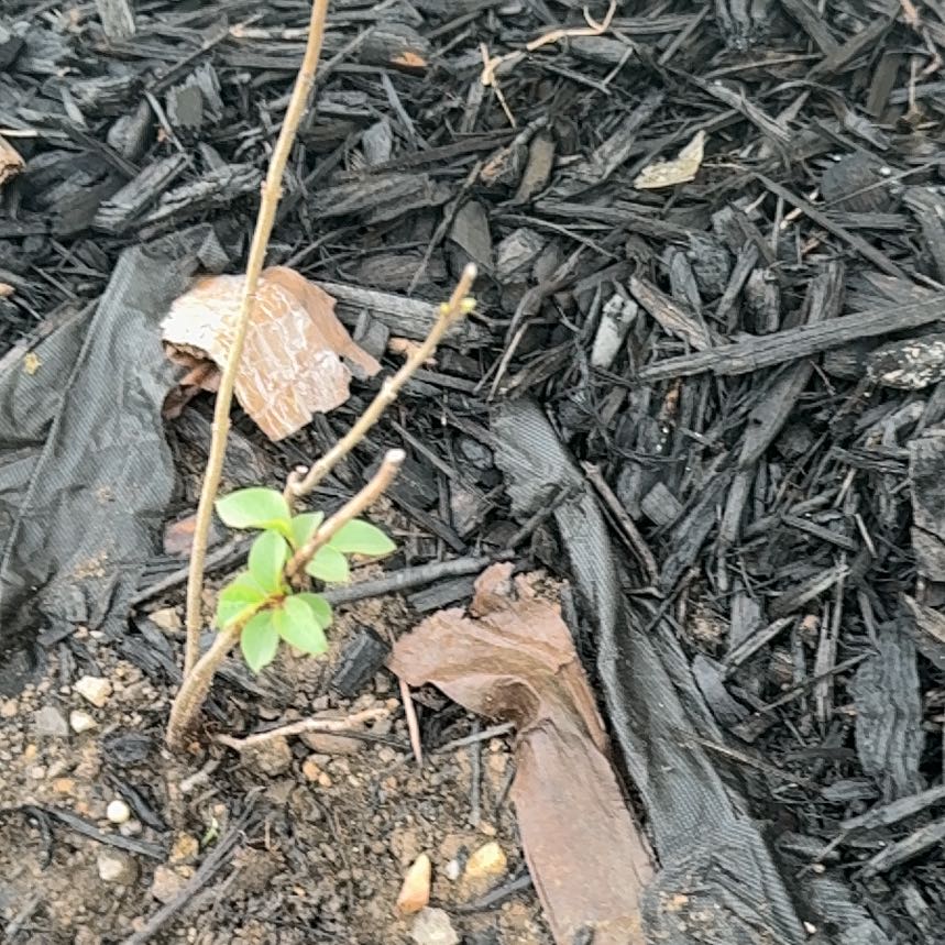 Photo of the plant species Border Forsythia by @SelflessDuwei66 named Coco on Greg, the plant care app