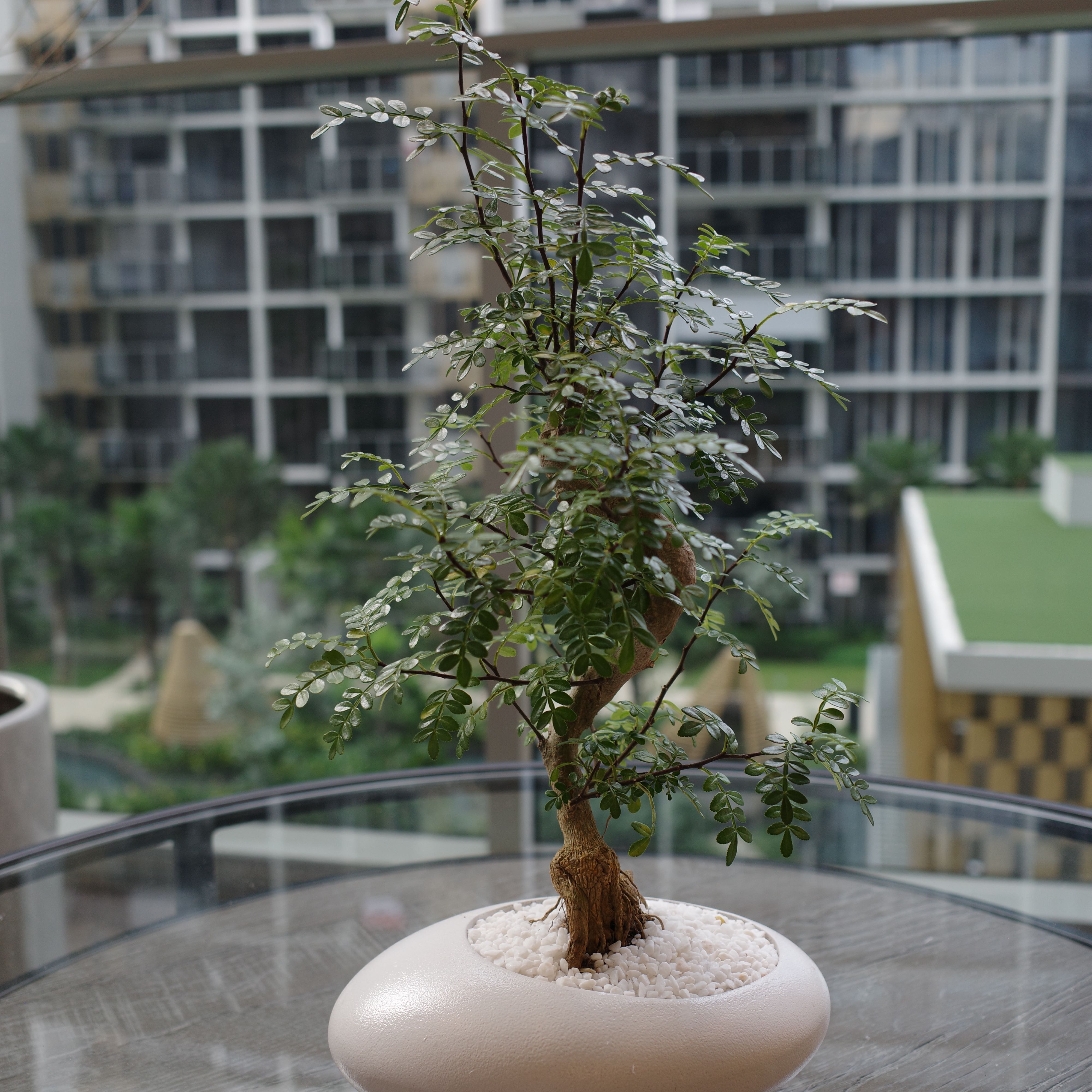 Photo of the plant species Pistacia weinmannifolia by @PrimalSeadragon named Pistacia on Greg, the plant care app