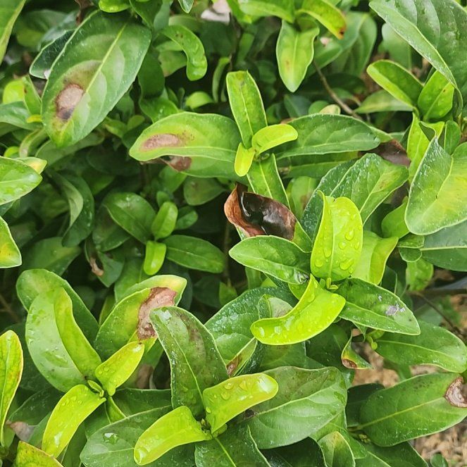Photo of the plant species Wild Privet by @CalmCutgrass6 named Rihanna on Greg, the plant care app