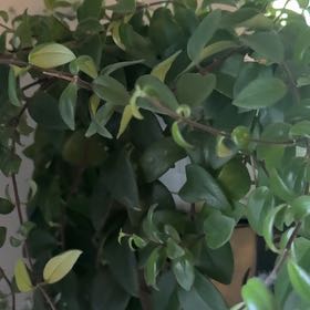 Photo of the plant species Lipstick plant 'Japhrolepsis' by @FabAlbo75 named Nemo on Greg, the plant care app