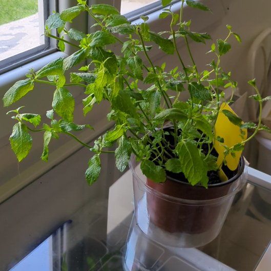 Photo of the plant species Spearmint Mentha by @YeahPawpaw25 named Zeus on Greg, the plant care app