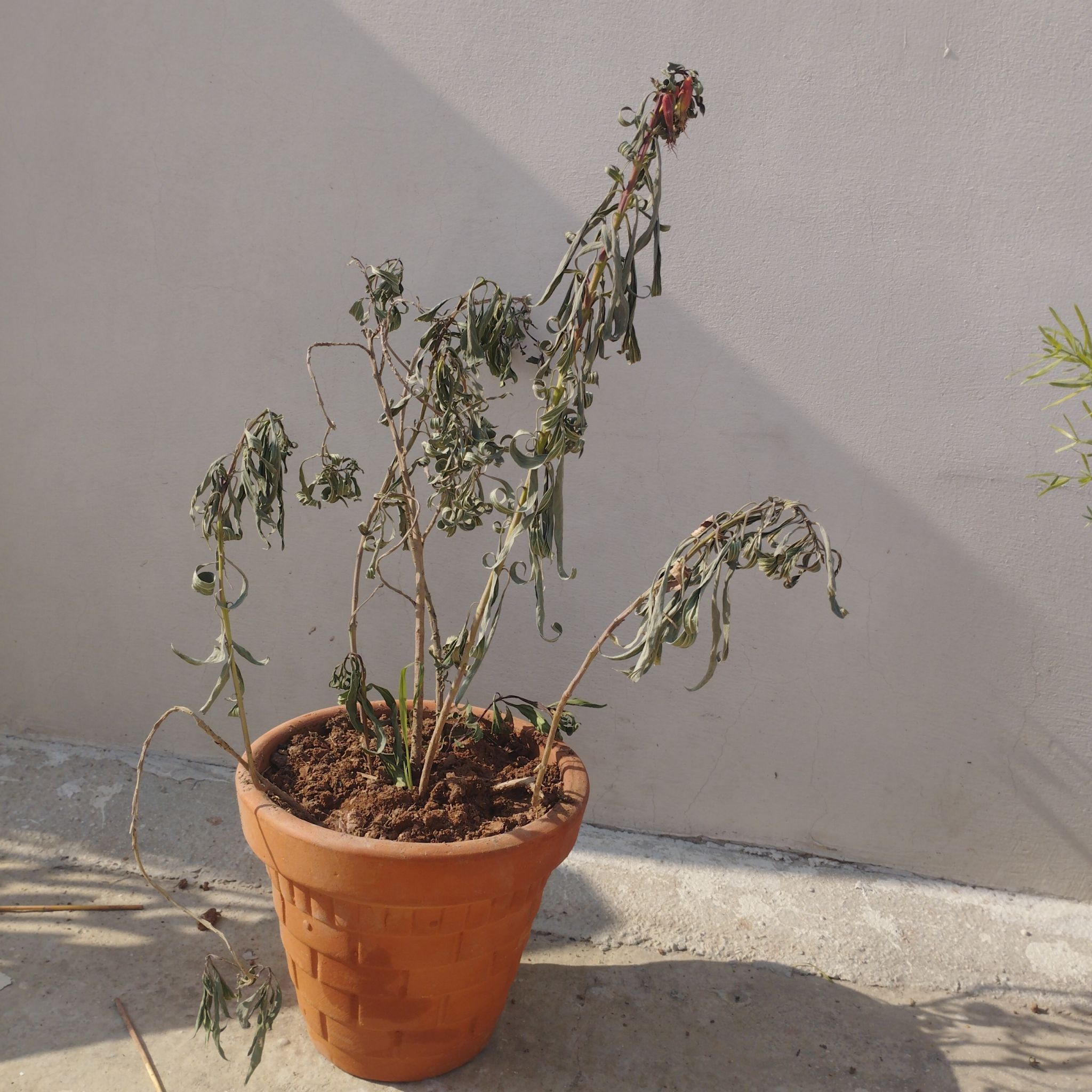 Photo of the plant species Corkscrew Willow by @TrueMahoe66 named Dax on Greg, the plant care app