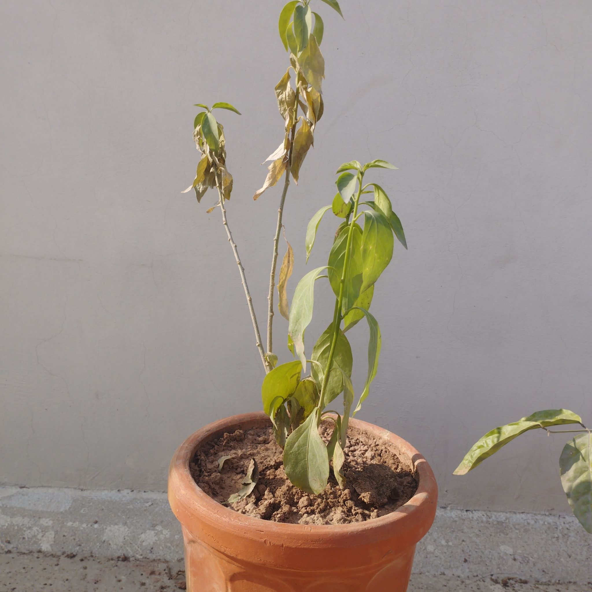 Photo of the plant species Midnight Jasmine by @TrueMahoe66 named Sonora on Greg, the plant care app