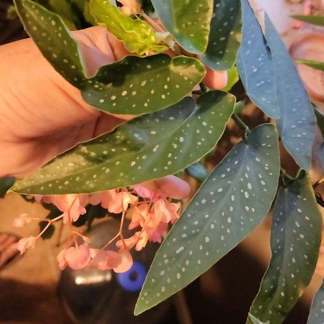 Photo of the plant species Begonia albopicta 'Rosea' by @WarmMiro46 named Angelita on Greg, the plant care app