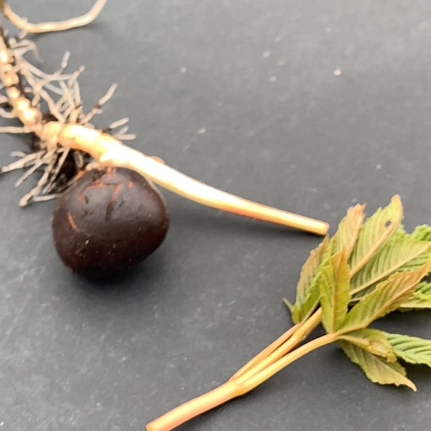 Photo of the plant species Box Elder by @NewGraypine63 named Forrest on Greg, the plant care app