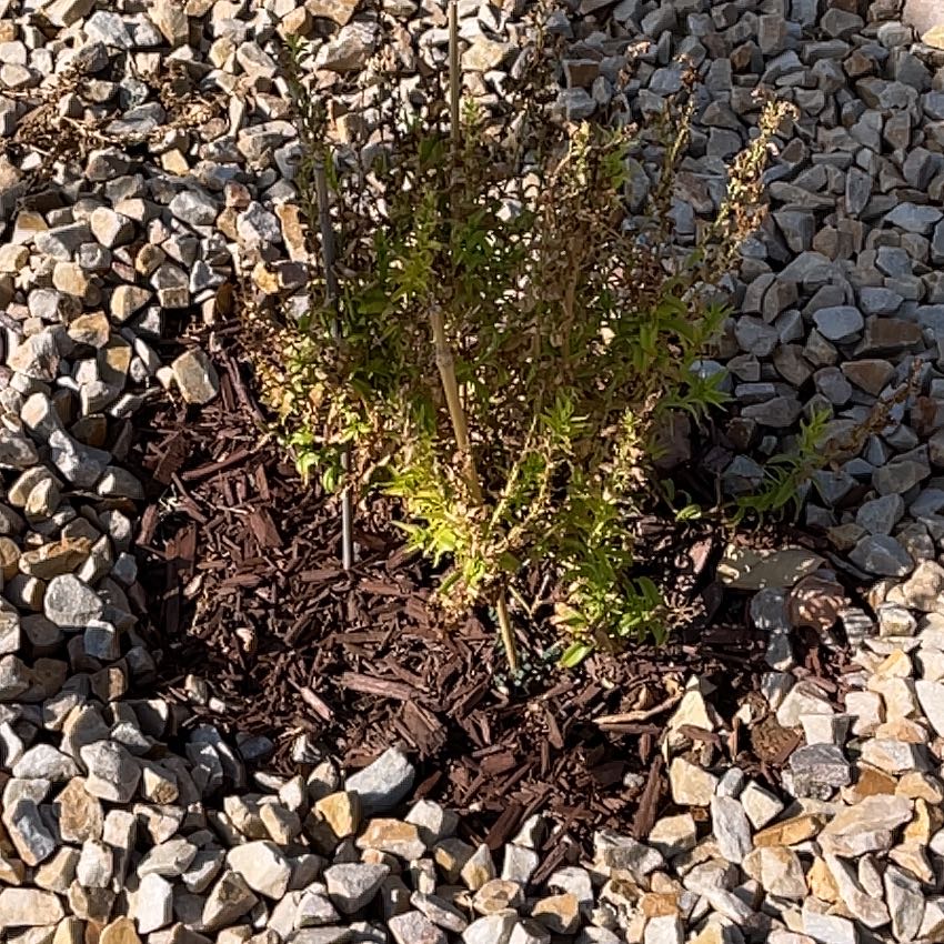 Photo of the plant species Purple Beardtongue by @SoundlyEndive93 named Zeus on Greg, the plant care app