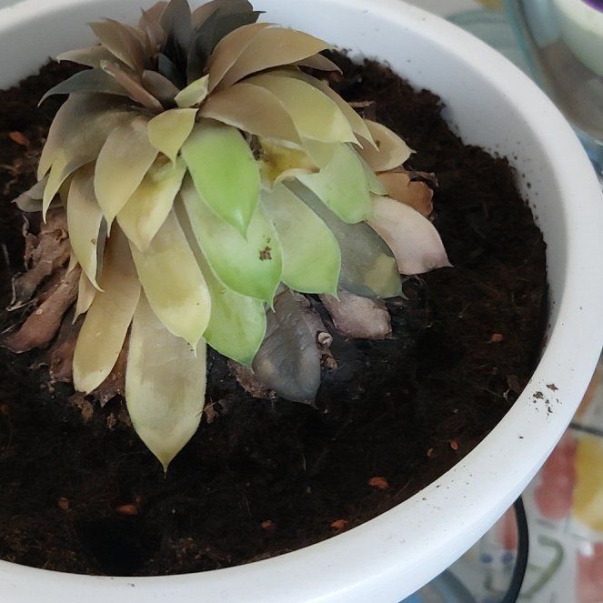 Photo of the plant species Gold Nugget by @FavoriteKale87 named Muhammad Ali on Greg, the plant care app