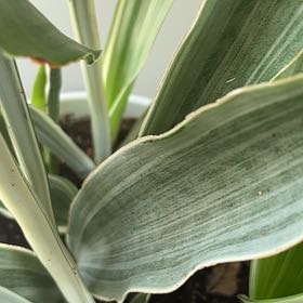 Photo of the plant species Snake Plant by @VersatileTaro1 named Sol on Greg, the plant care app