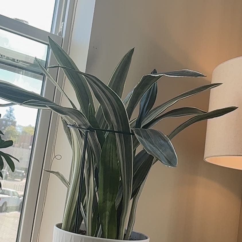 Photo of the plant species Snake Plant by @VersatileTaro1 named James Dean on Greg, the plant care app