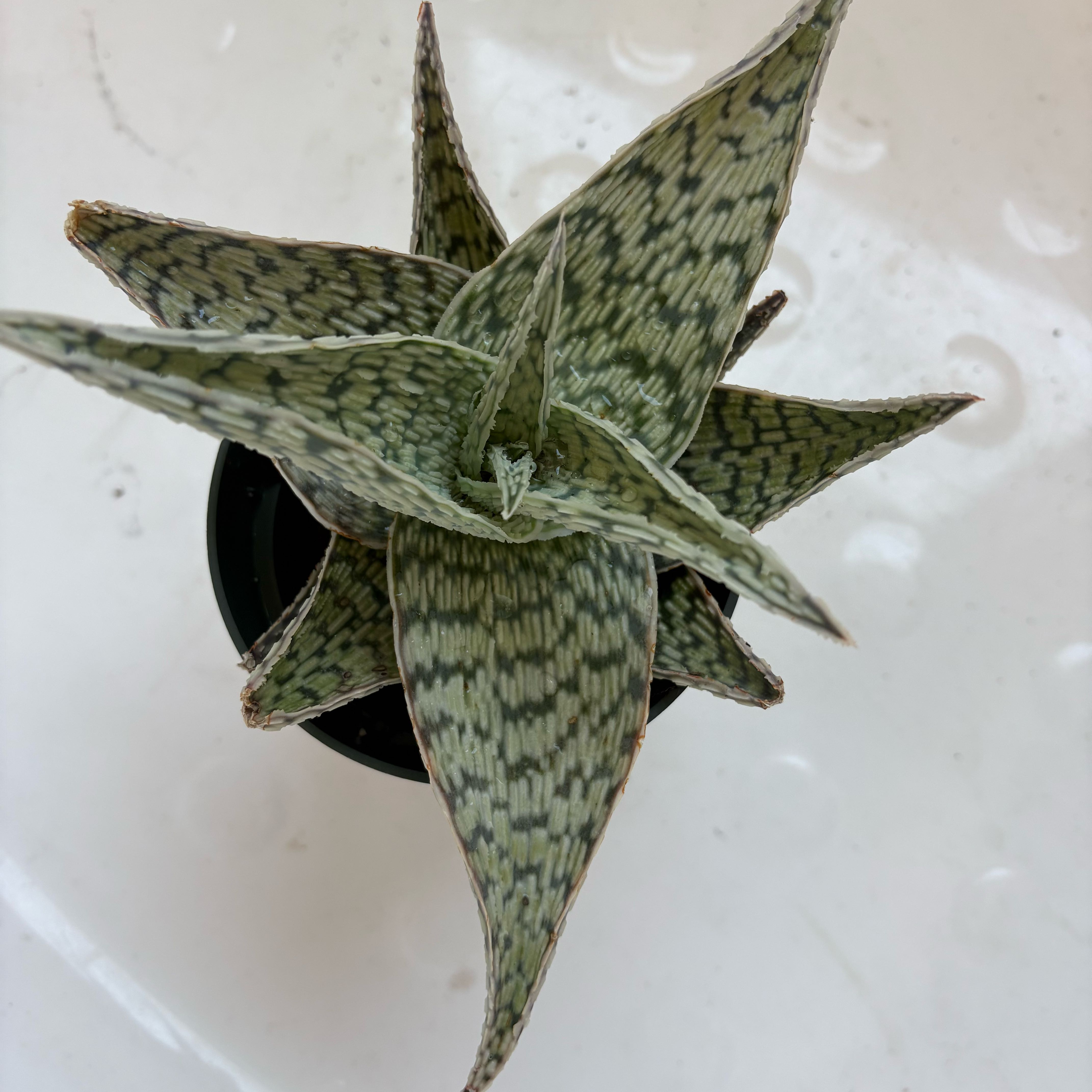 Photo of the plant species Aloe 'Delta Lights' by @MagicalBacopa72 named Ulysses S Plant on Greg, the plant care app