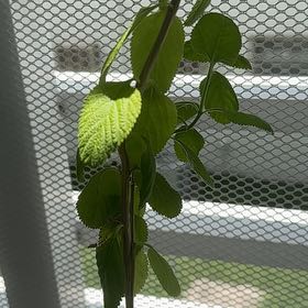 Photo of the plant species Hornbeam Copperleaf by @FitKalopanax53 named Baesil on Greg, the plant care app