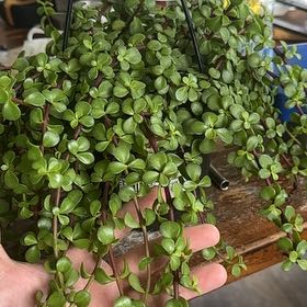 Photo of the plant species Portulacaria afra 'Prostrata' by @pr3ttyl0w named Treeyoncé on Greg, the plant care app