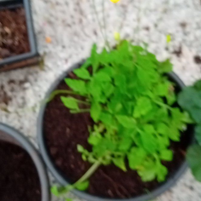 Photo of the plant species Cancer Weed by @RegnantRedash88 named Tupot amaroot on Greg, the plant care app