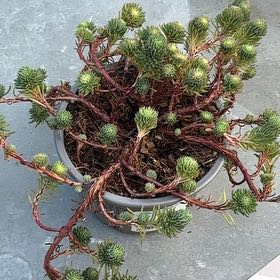 Photo of the plant species Rocky Stonecrop by @LadyLuscious96 named rox on Greg, the plant care app