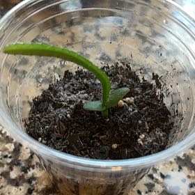 Photo of the plant species Dragon Fruit cactus by @RadRedfir37 named Demeter on Greg, the plant care app