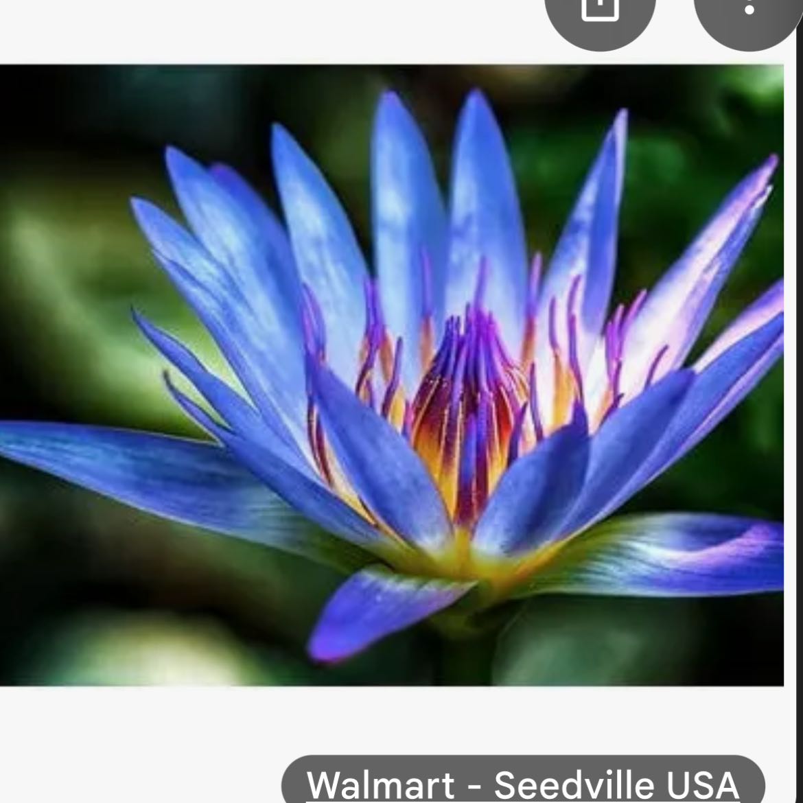 Photo of the plant species Star Lotus by @RoundCentella6 named Tolkien on Greg, the plant care app
