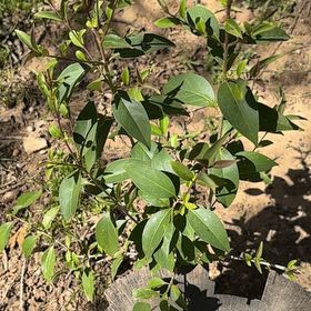 Photo of the plant species Glossy Privet by @YokeGloriosa35 named Dolores on Greg, the plant care app