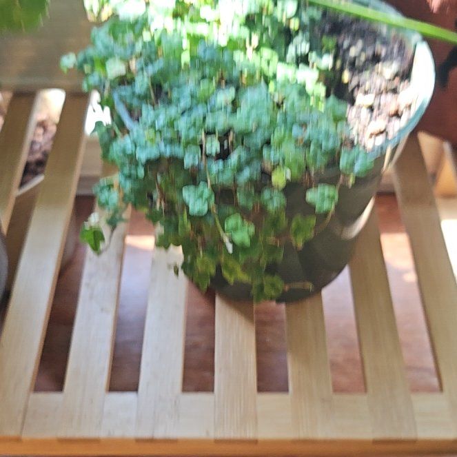 Photo of the plant species Mini Oakleaf Creeping Fig by @BrotherIvy92 named Naomi on Greg, the plant care app