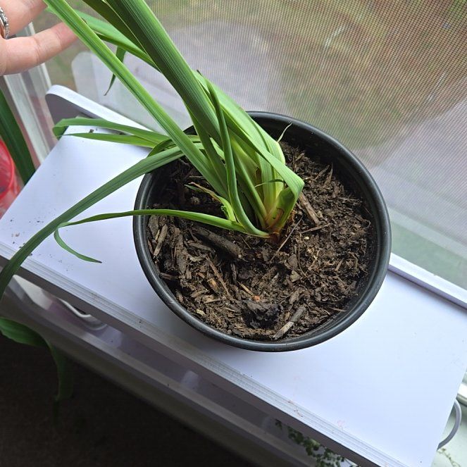 Photo of the plant species Siberian Iris by @WittyCoralvine named Bodhi on Greg, the plant care app