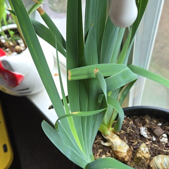 Photo of the plant species German Iris by @WittyCoralvine named Surya on Greg, the plant care app