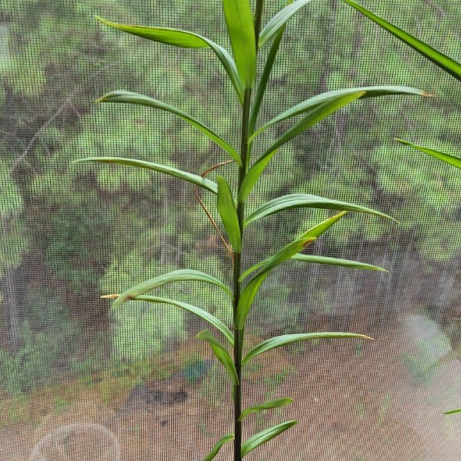 Photo of the plant species Red Lilly Pilly by @WittyCoralvine named Terra on Greg, the plant care app