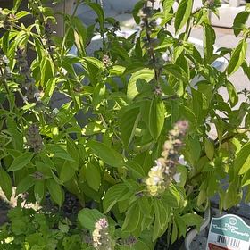 Photo of the plant species Lemon Basil by @HotRedsage52 named Naomi on Greg, the plant care app