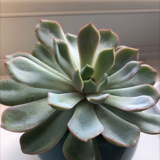 Pearl Echeveria plant in Bedwas, Wales