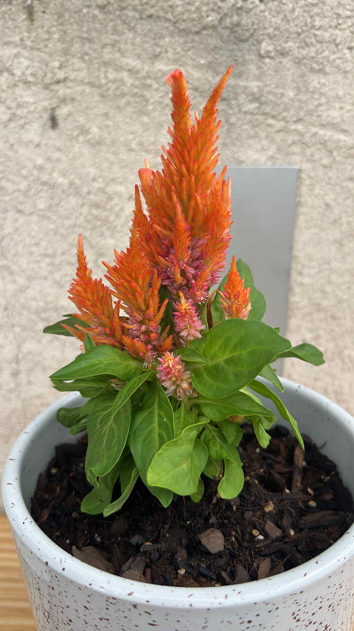 Spike Leaves