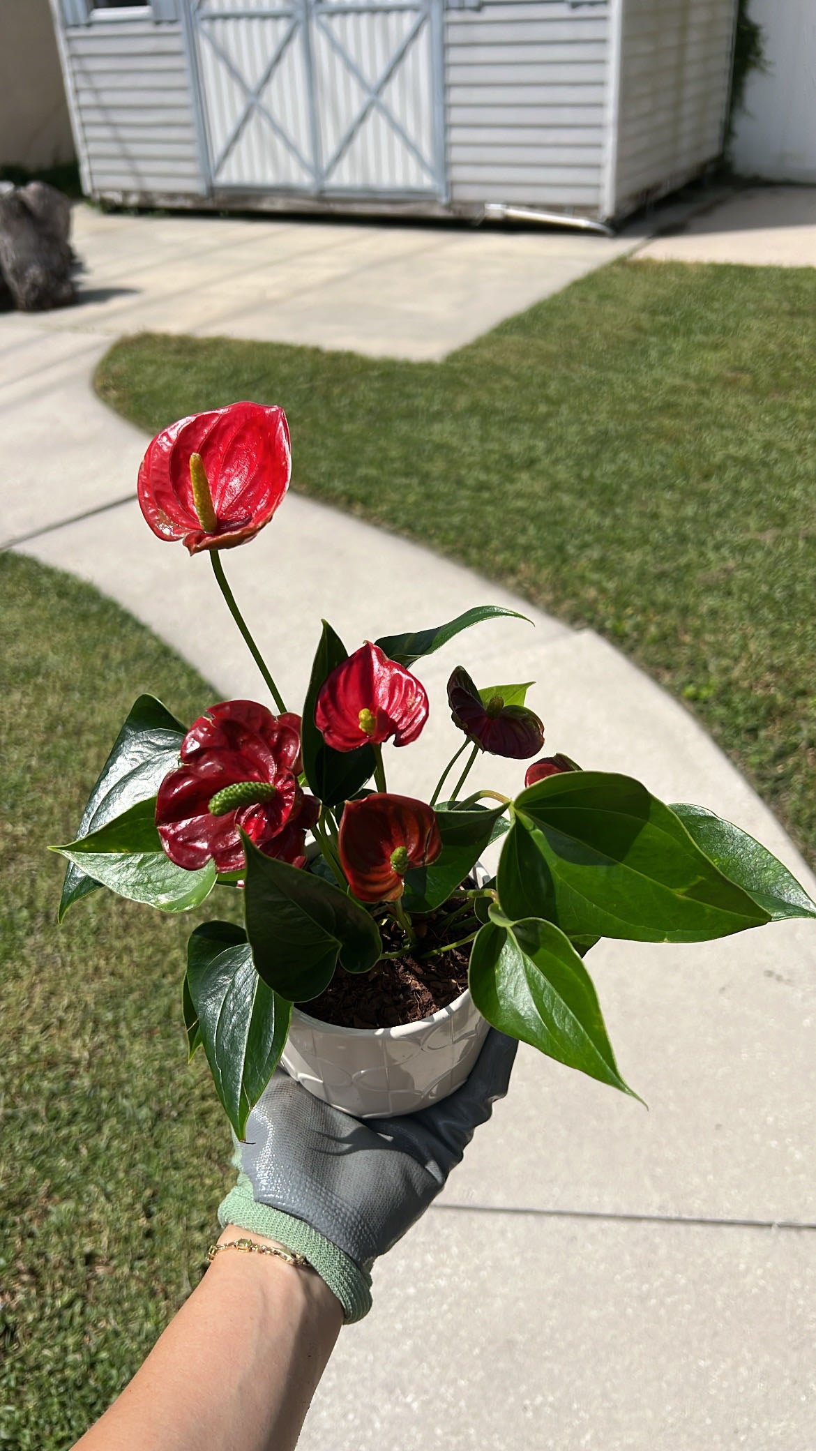 中サイズAnthurium dorayaki x magnificum Anthurium Dorayaki Silver