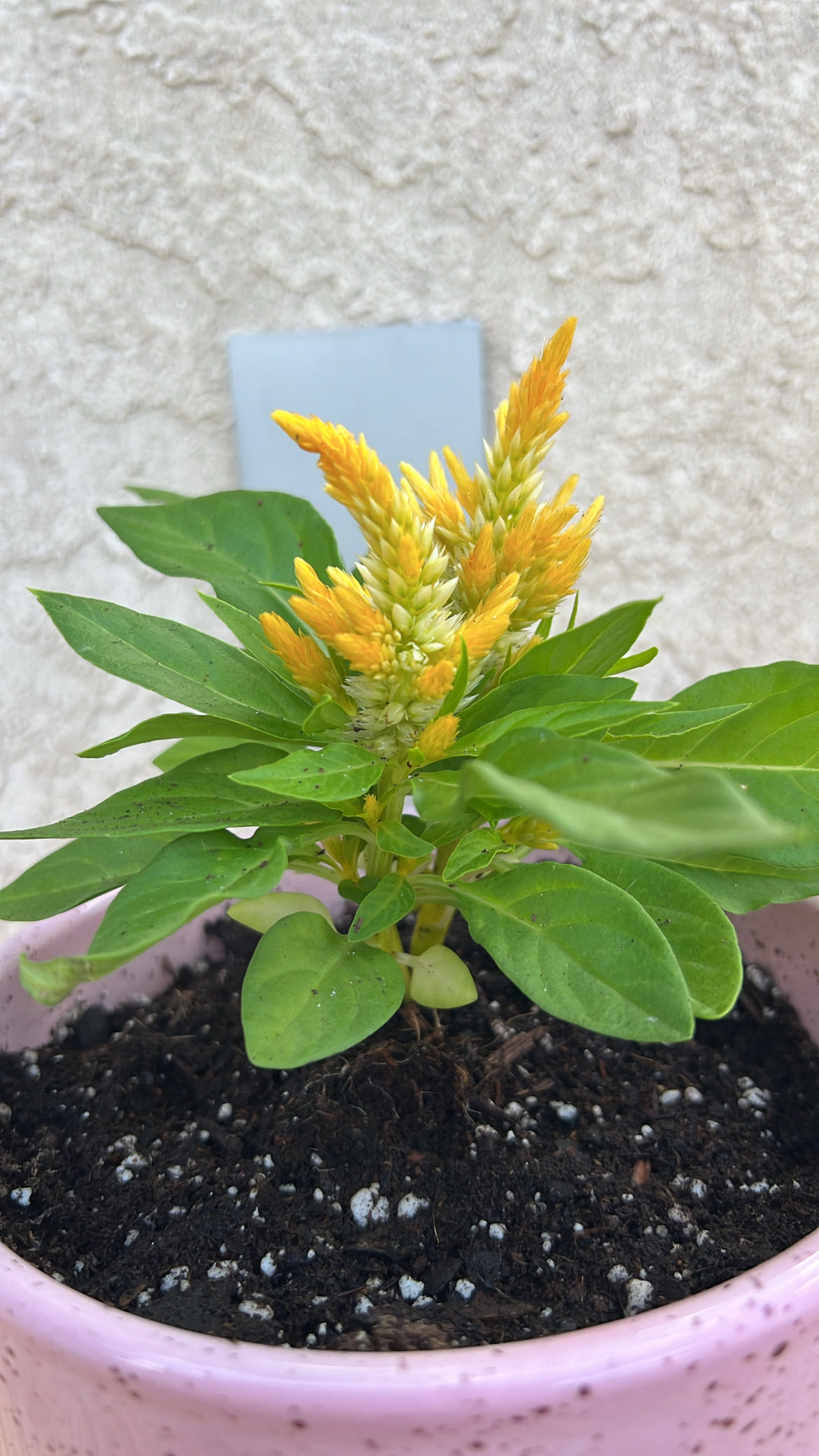 Photo from the post