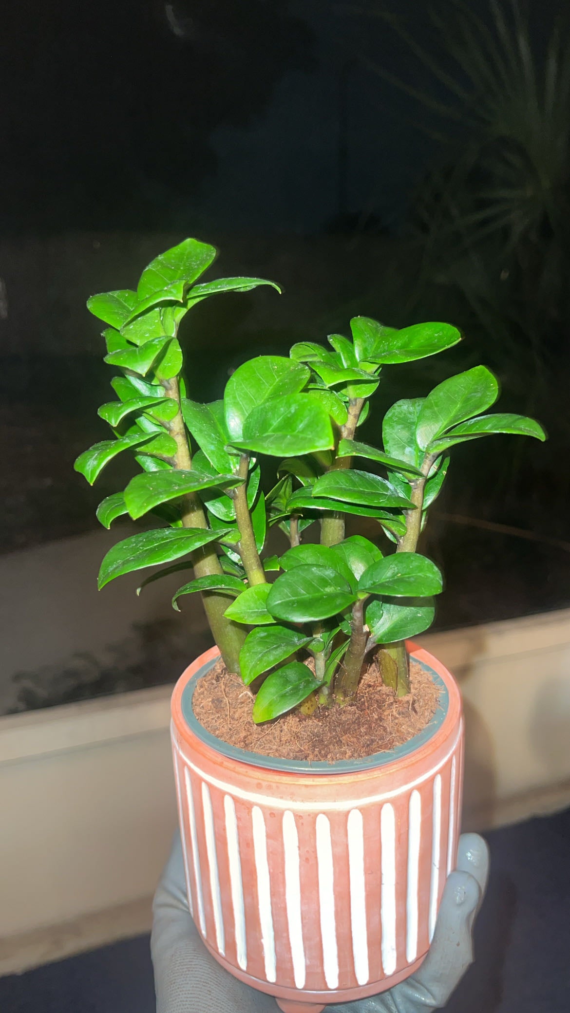 The Complete Zamioculcas zamiifolia 'Akebono' Plant Care Guide