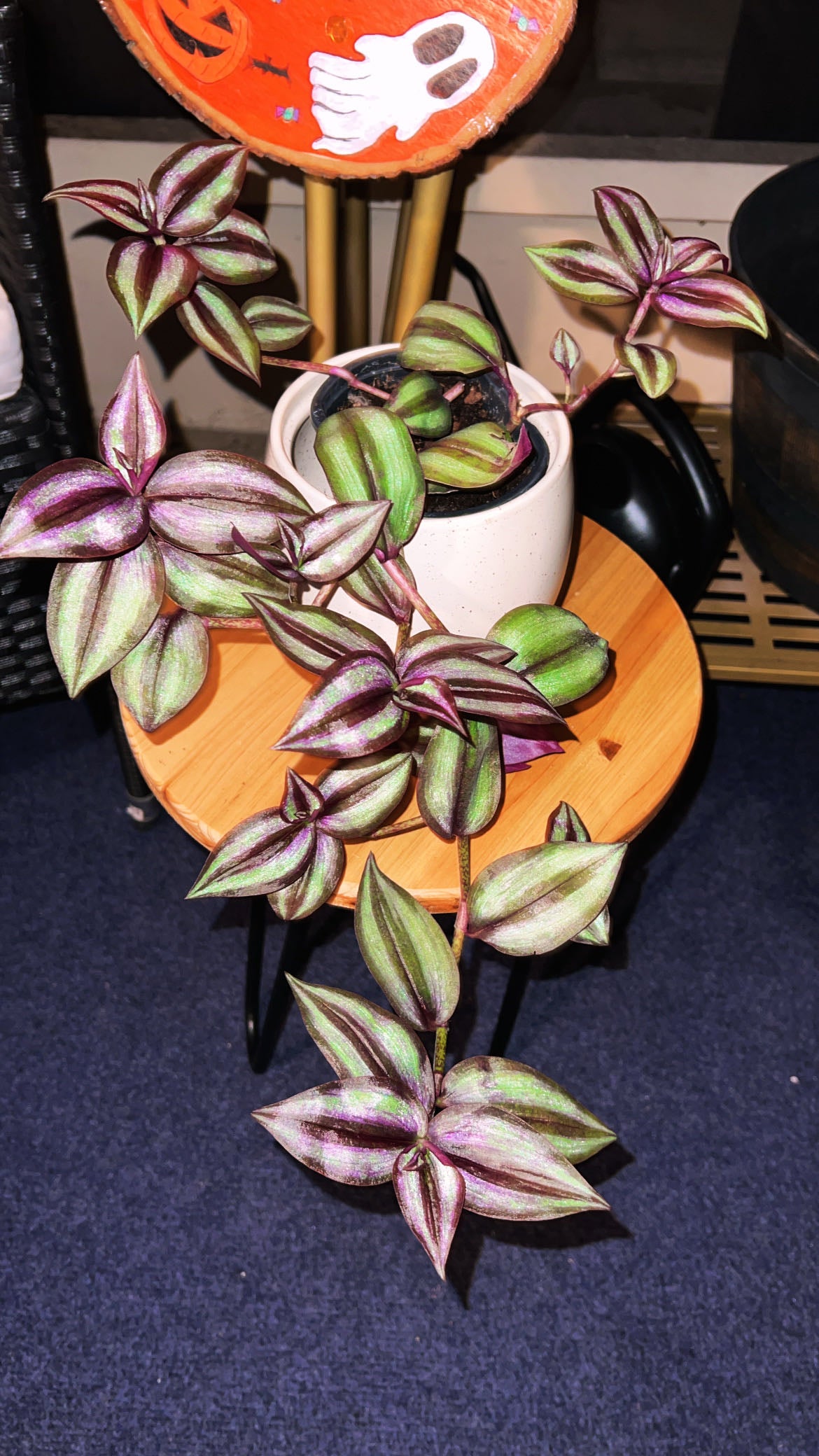 Dragon Tail: How Much Water & Light Does it Need to Thrive?