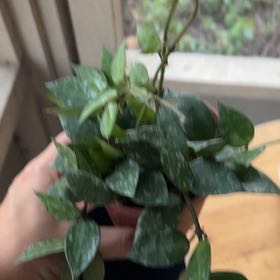 Photo of the plant species Hoya krohniana by @LeafMeBe97 named Miley on Greg, the plant care app