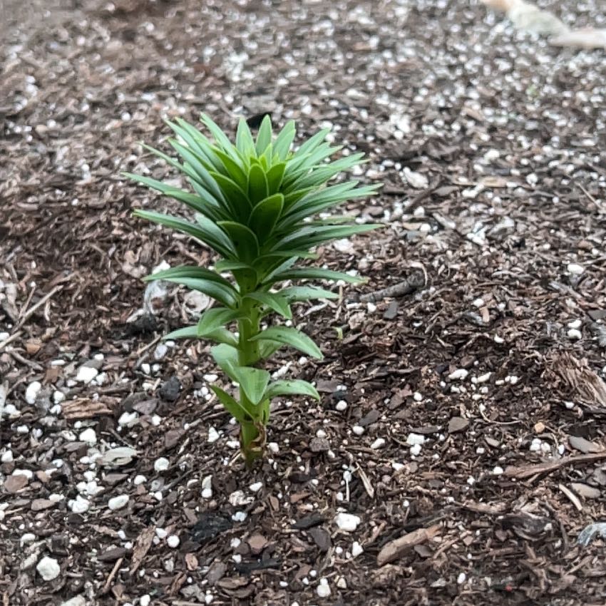 Photo of the plant species Humboldt's Lily by @LeafMeBe97 named Athena on Greg, the plant care app