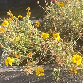 Photo of the plant species Dwarf Marigold by @PerkyChives87 named Demi on Greg, the plant care app