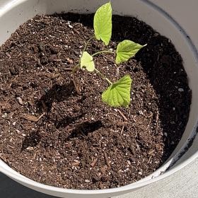 Photo of the plant species Wild Sweet Potato by @GeniusTarbush named Maya on Greg, the plant care app