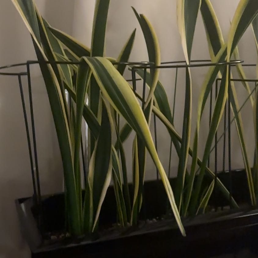 Photo of the plant species Black Gold Snake Plant by @ChummyRedhill55 named Snake plant in a Box Lechuza on Greg, the plant care app
