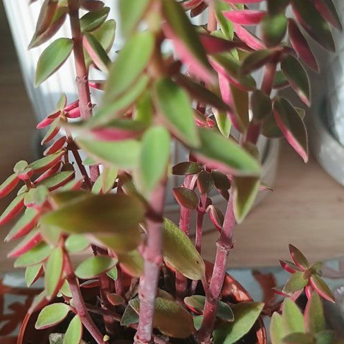 Photo of the plant species Peperomia rubella by @LeadCalendula68 named Athena on Greg, the plant care app