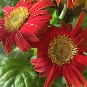 Photo of the plant species Mexican Sunflower by @GenuineVetiver4 named Gregarious on Greg, the plant care app
