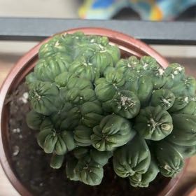 Photo of the plant species Peyote by @GenuineVetiver4 named Sol on Greg, the plant care app