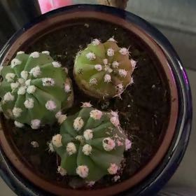 Photo of the plant species Peyote by @GenuineVetiver4 named Terra on Greg, the plant care app