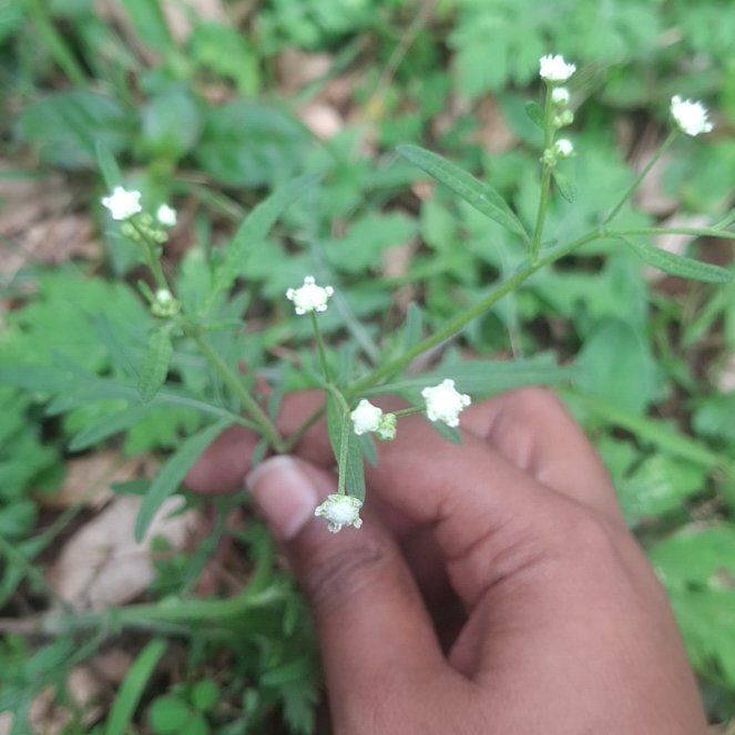 Photo of the plant species Wild Wormwood by @SavvyKanono96 named Peter Parker on Greg, the plant care app